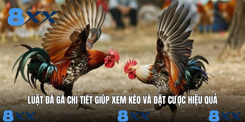 Tại sao khách hàng tham gia cần hiểu rõ về luật cược chọi gà